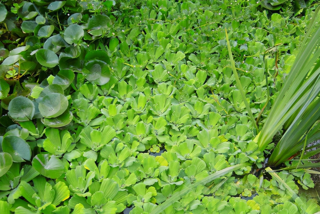 长在水中的“白菜”，因繁殖能力强被嫌弃，改名逆袭成盆栽新宠