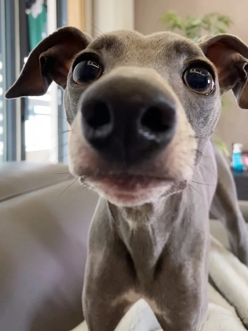 灵缇犬纯种有什么特征,灵缇高级猎犬需求会什么技能