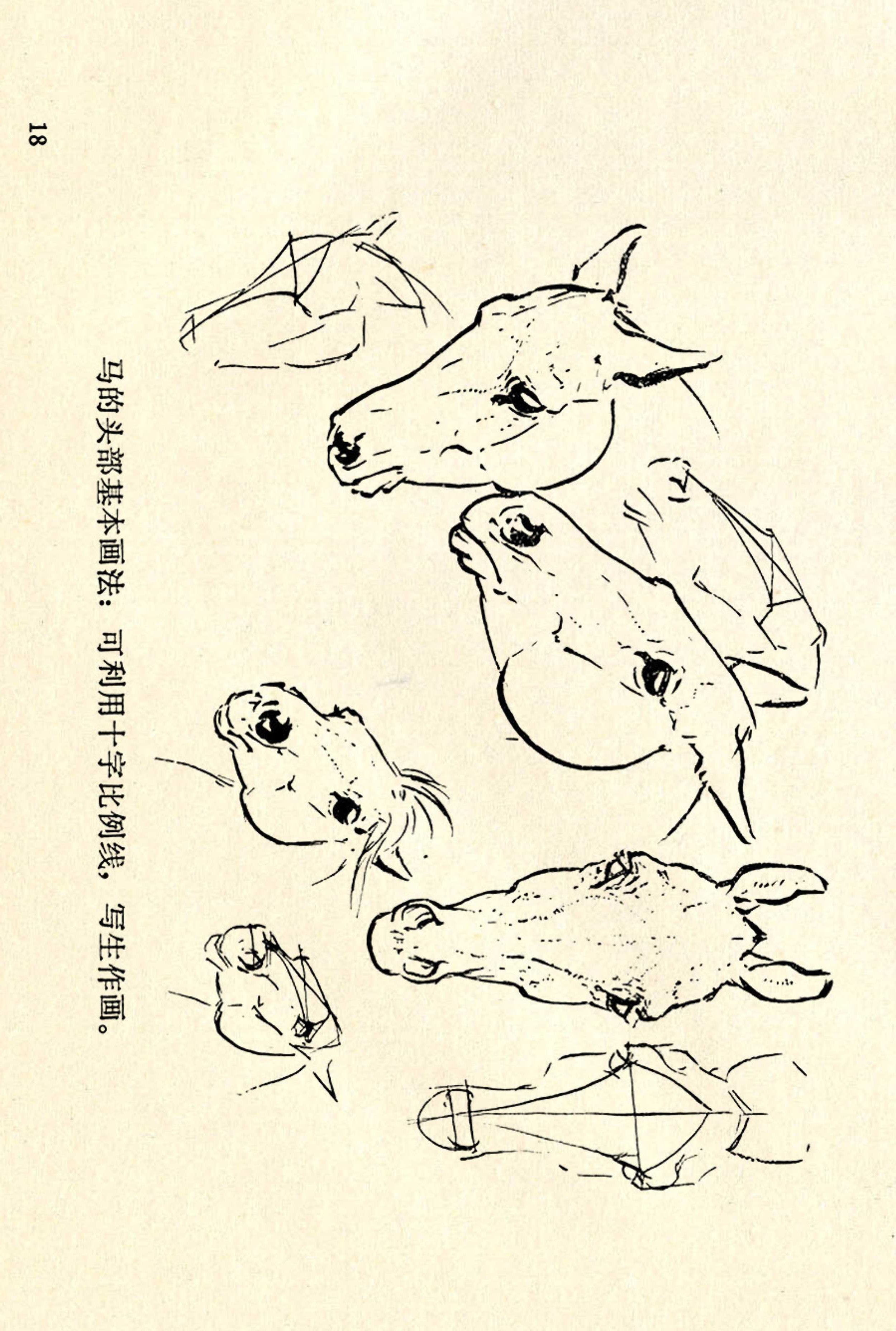 刘继卣画的学习方法,刘继卣动物插画