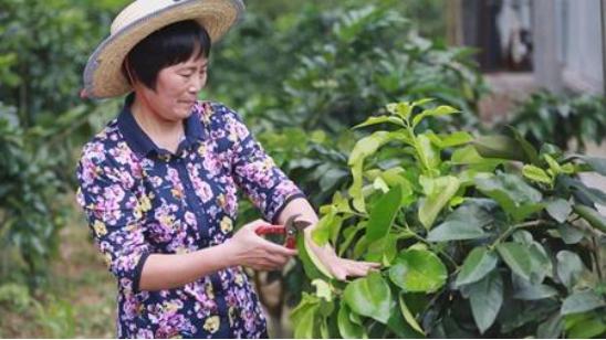 钟善东柚子树修剪技术视频全集,柚子树苗1米高的修剪图解法