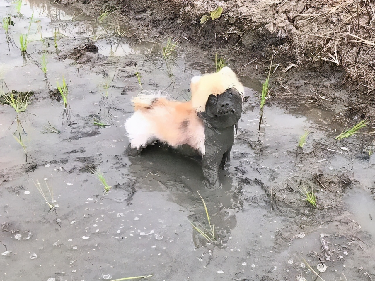 带狗狗回老家过年需求注意什么,带狗狗回家需求准备什么