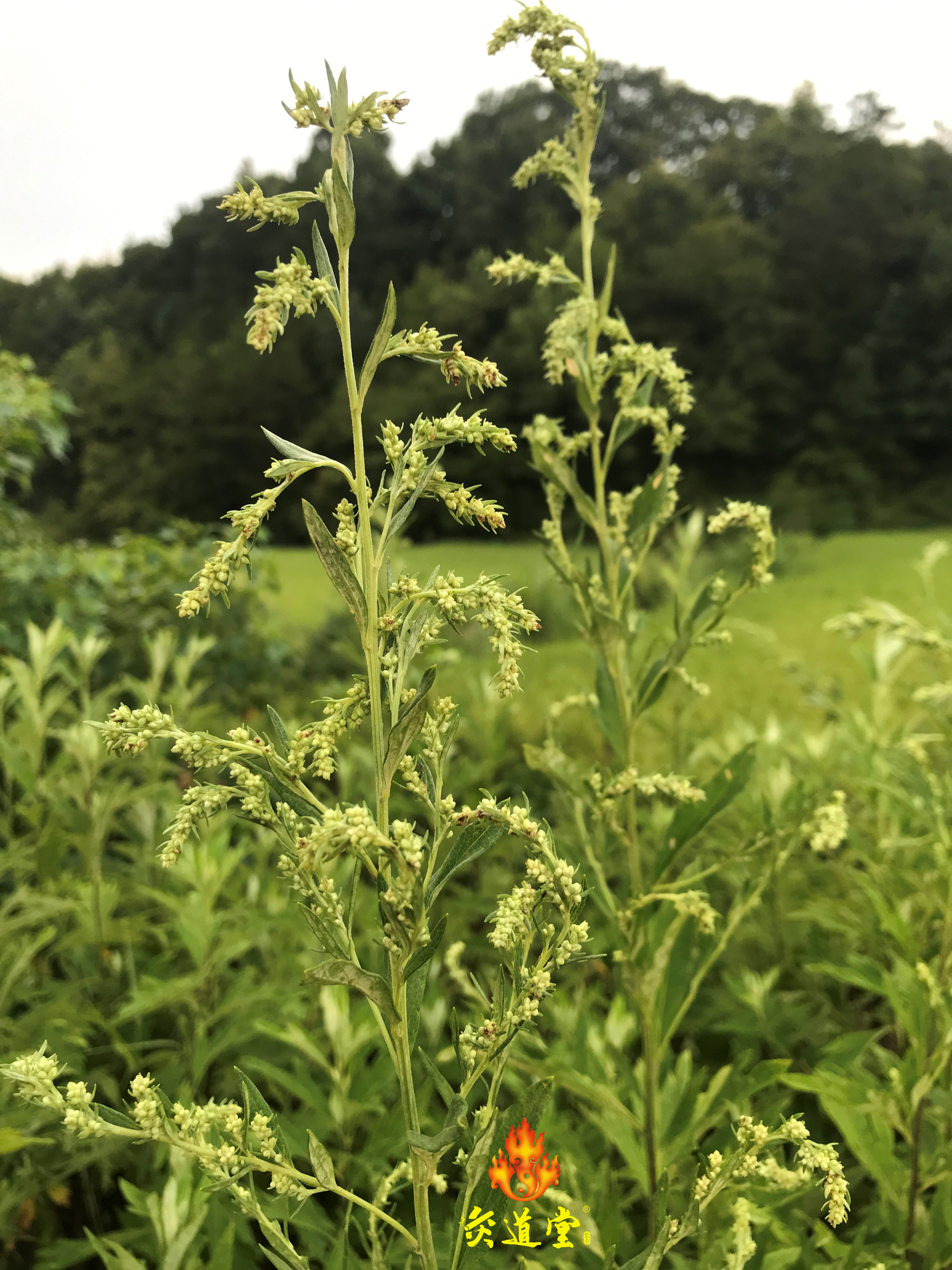蕲艾艾草适合在北方种植吗,九尖蕲艾艾草种植基地