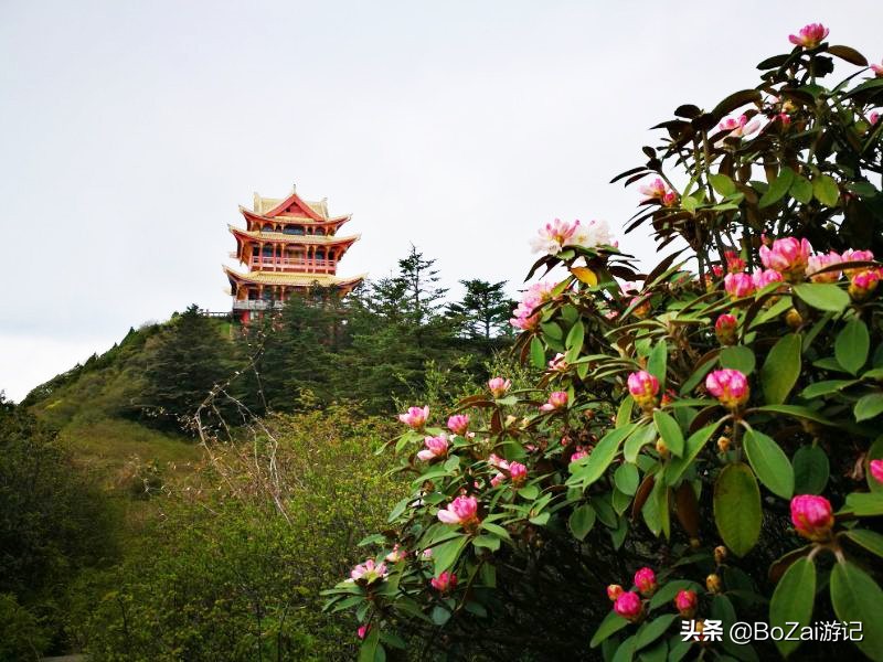 四川峨眉山景区怎么游玩最好,到峨眉山旅游哪家好玩点的多