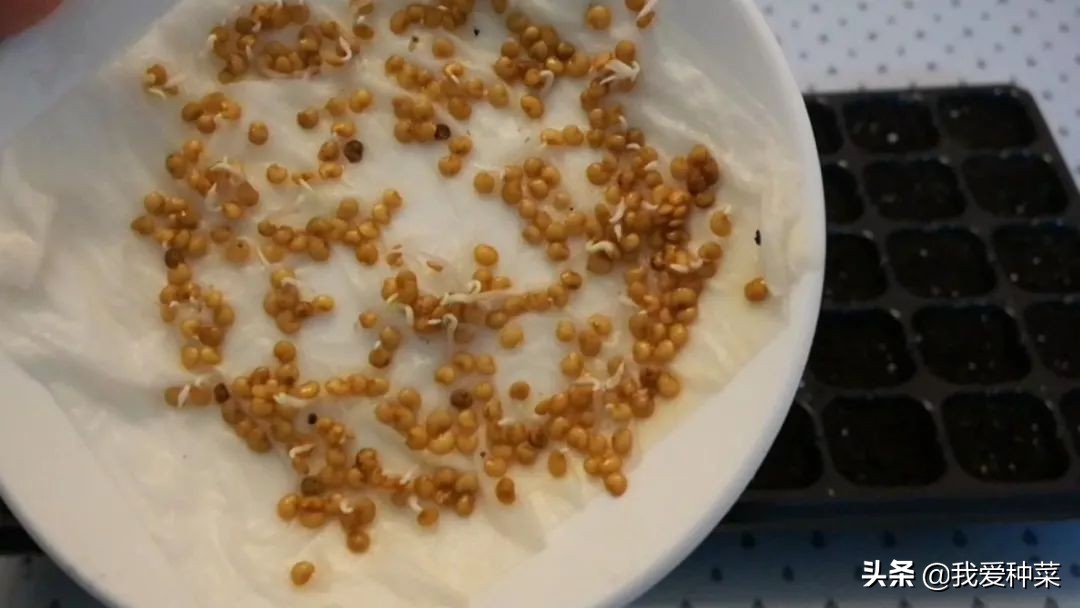 茄子怎么催芽最快最好,茄子苗育苗怎样动手出苗比较快