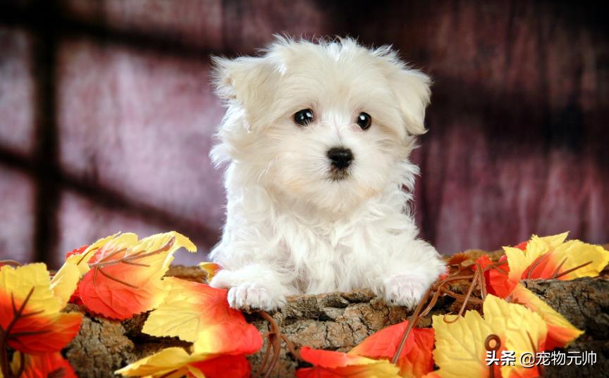 可爱的小型犬,可爱好养的小型犬