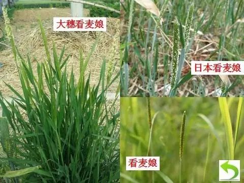 燕麦雀麦和节节麦的区分图谱,火眼金睛快速识别
