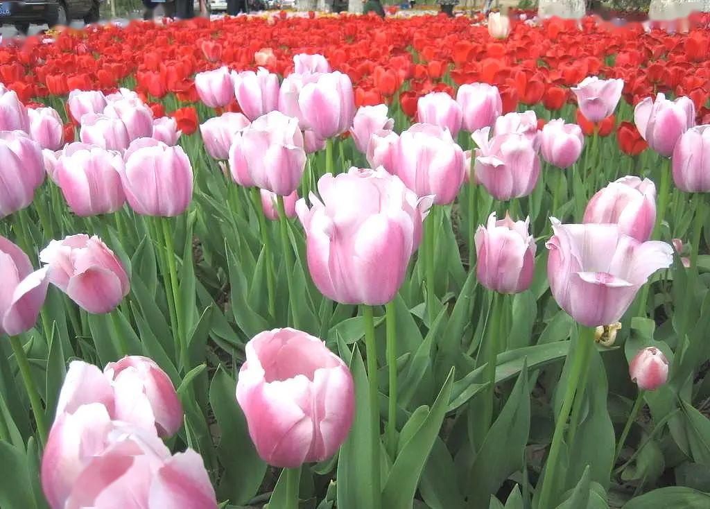 五家渠郁金香节旅游,五家渠郁金香节五一门票价是多少