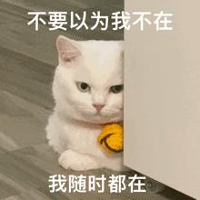 仙女棒烟花过期,网红烟花下架热议