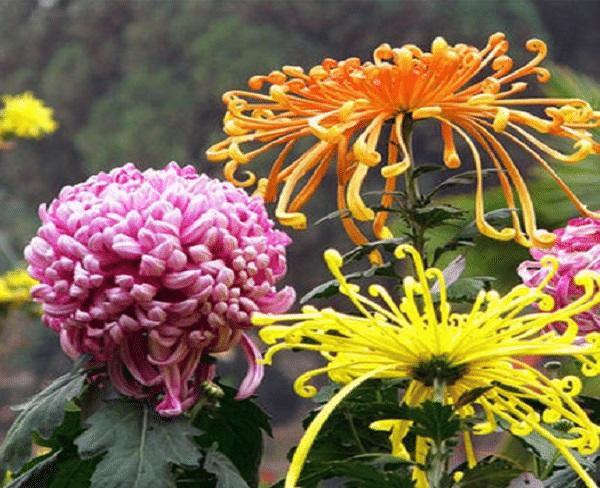 茶花是我国的十大名花吗,中国十大名花图片及花语