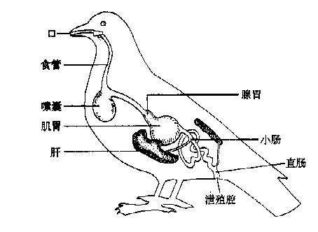 养鸟人必修功课：鸟笼下的沙盘到底起到什么作用？保健砂怎么制做