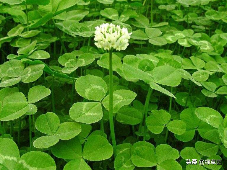 白三叶和红三叶草的区分,白三叶草坪种子