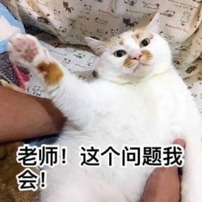 过年回家15天留守猫咪怎么办,主人回家过年猫咪独自等候