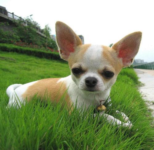 吉娃娃和小鹿犬的串串性格区分,喜欢养吉娃娃的人的性格