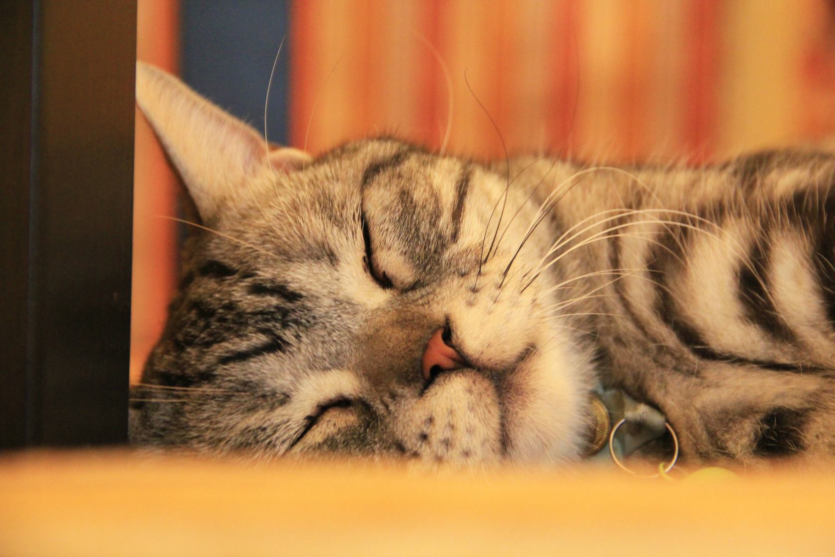 剪掉猫咪胡须对猫咪有影响吗,猫咪胡须不谨慎剪了会长吗