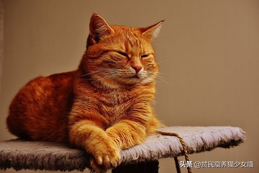 猫咪黑下巴抹红霉素软膏还是眼膏,猫咪黑下巴到底怎么治