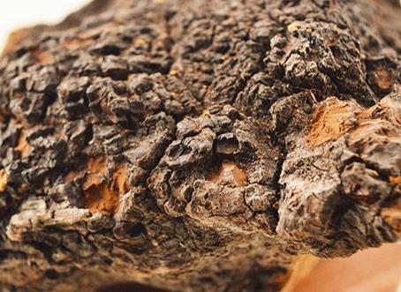 褐孔菌怎么吃的好？