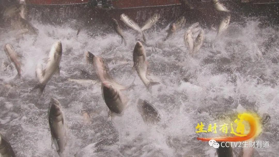 央视财经cctv2今日节目回放,央视财经cctv2现场直播在线观看