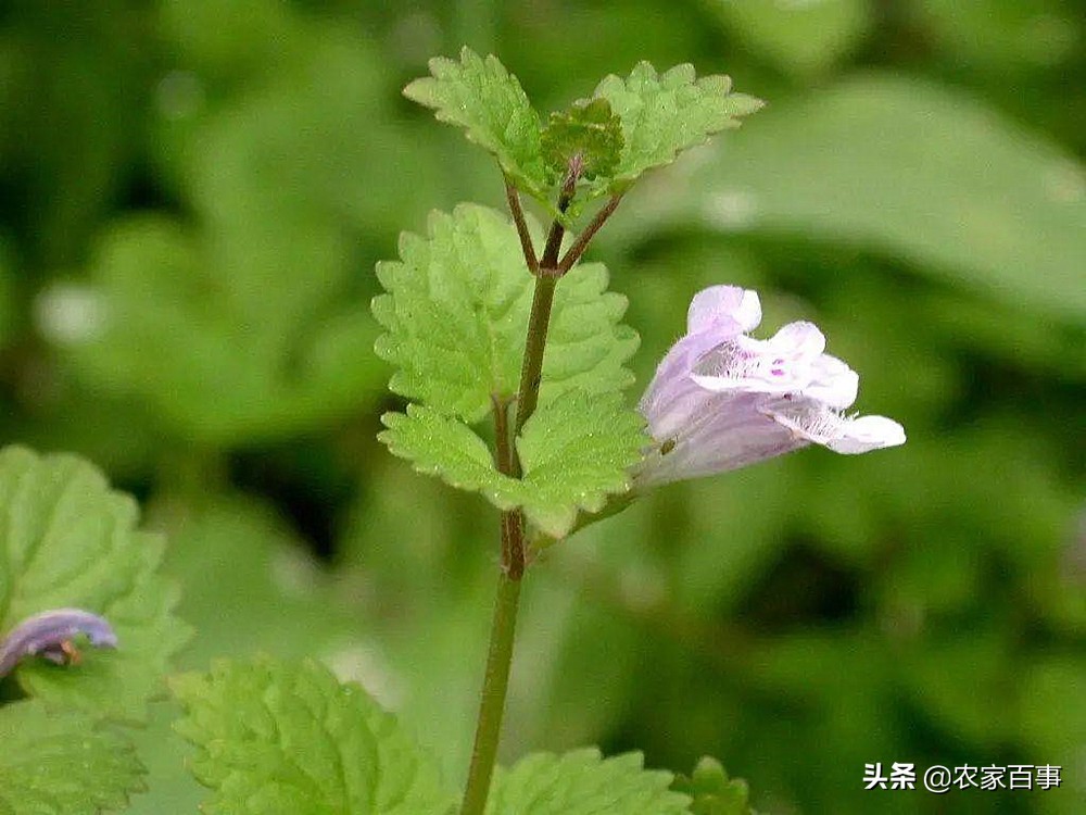 活血丹和积雪草有什么区分,如何辨别活血丹与积雪草