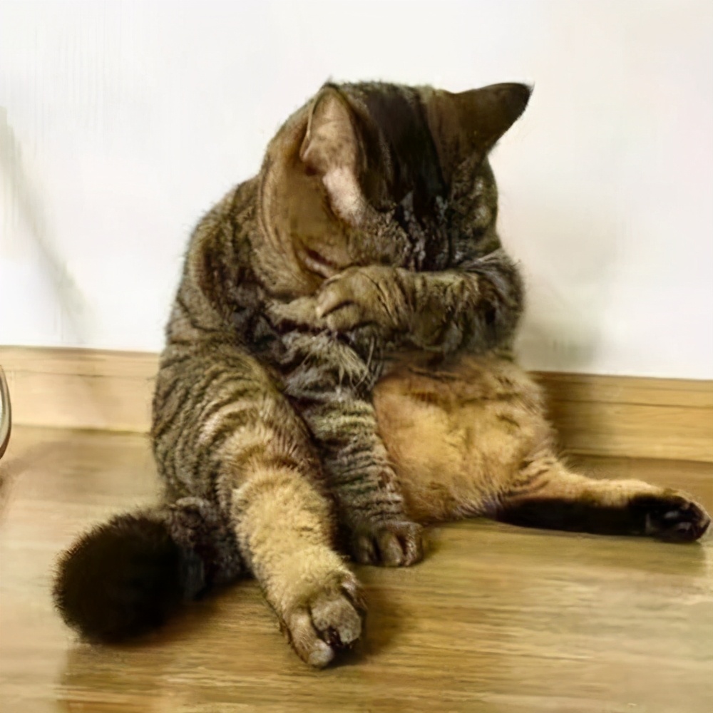猫咪生病了医药费贵吗,猫咪生病花费好几万