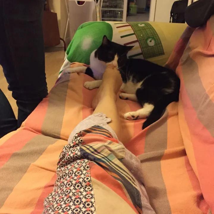 流泪猫猫头,流泪猫猫头抱小熊