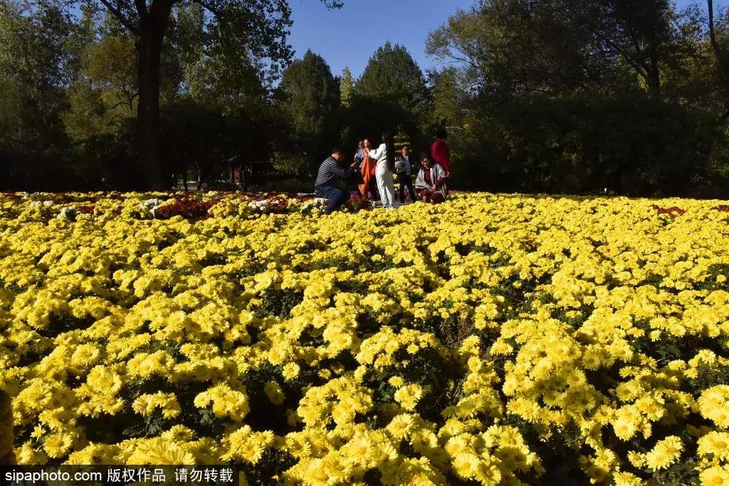 最美的菊花品种大全及价格,世界上最美的八十种菊花大全