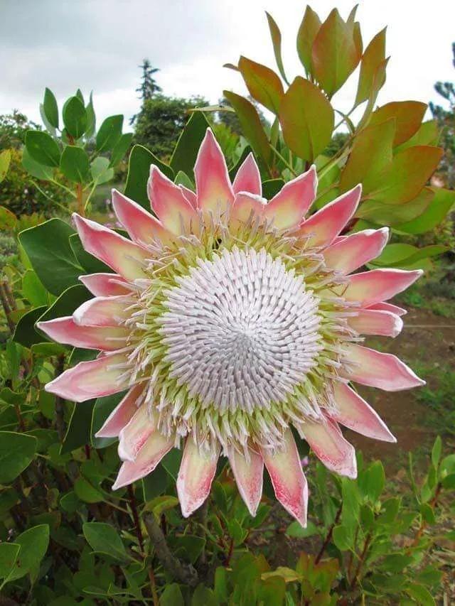 好养的贵族花,4种花便宜好养又漂亮
