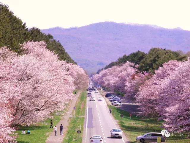 等你盛开，北海道之樱（文末也有福利在等你）