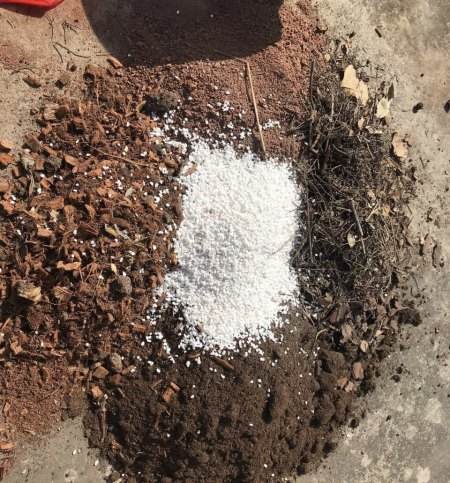 养花怕生虫？4个方法除“隐患”，土壤没虫卵病菌，养啥旺啥