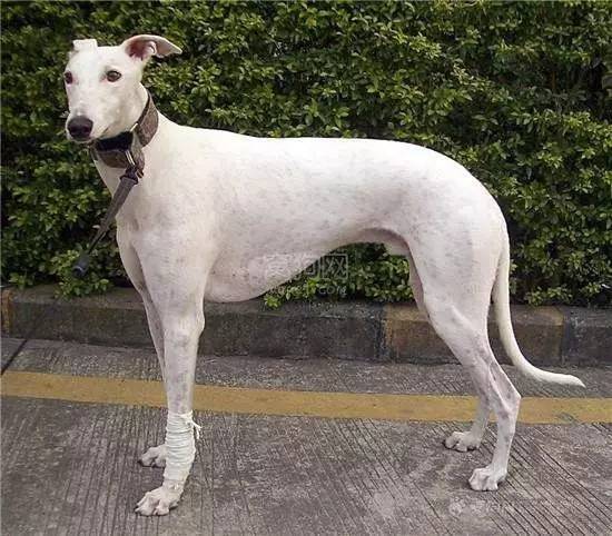 灵缇犬纯种有什么特征,灵缇高级猎犬需求会什么技能