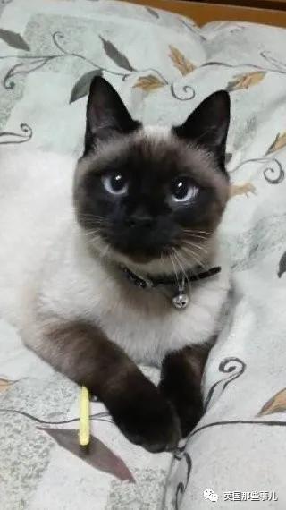 养暹罗等于养好几种猫,重庆暹罗猫变黑了还能白回来吗