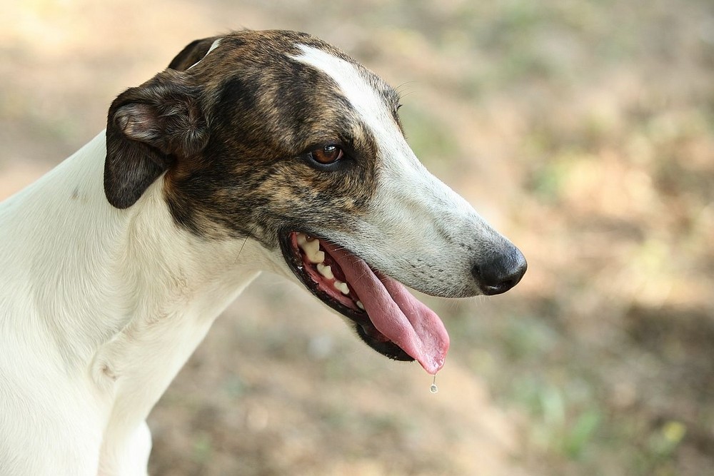 灵缇犬纯种有什么特征,灵缇高级猎犬需求会什么技能