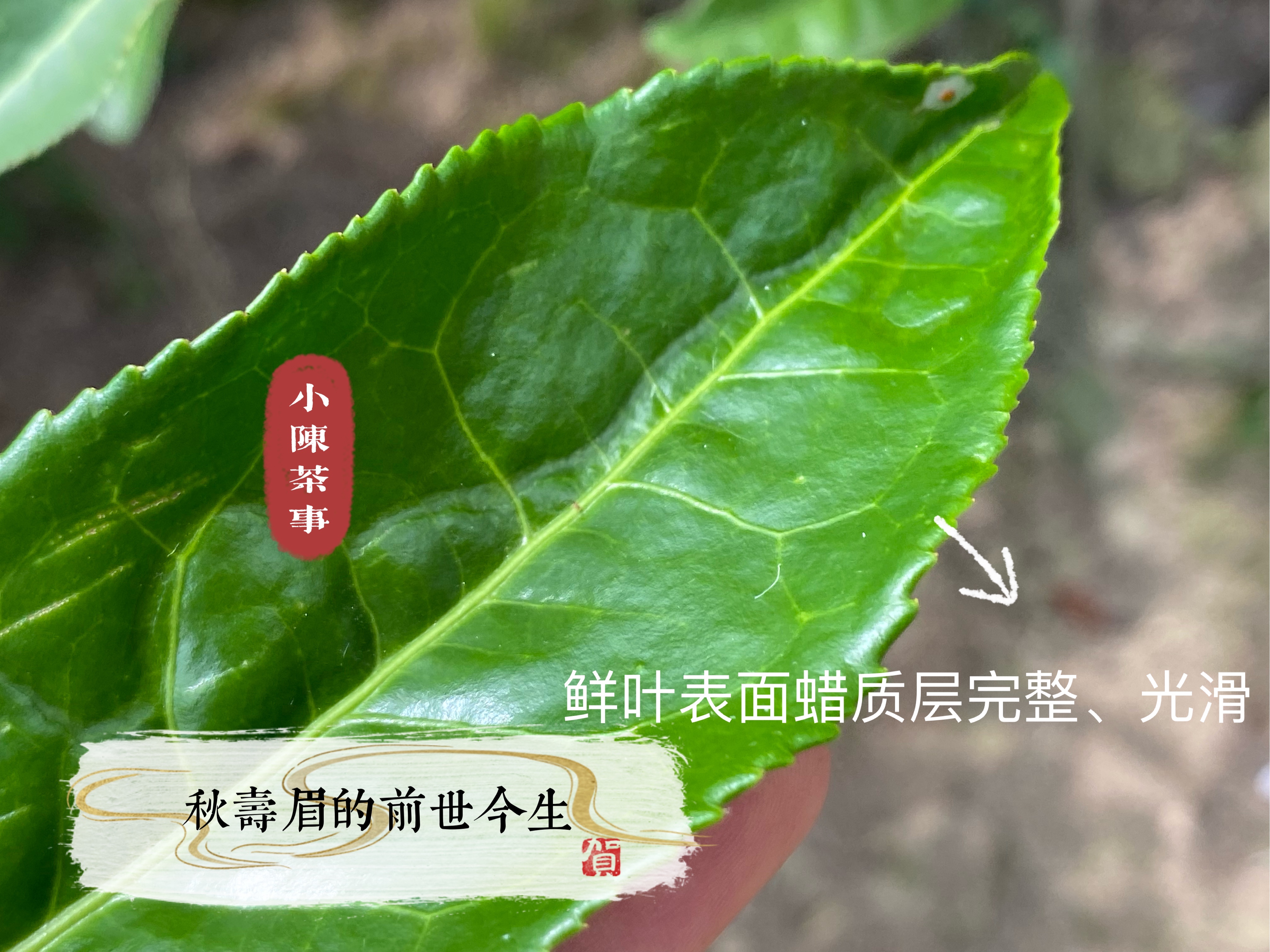 白毫银针白牡丹贡眉寿眉冲泡方法,白毫银针贡眉老白茶如何选