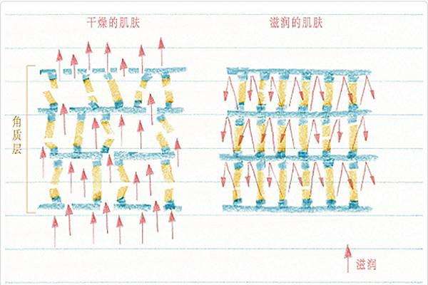 抗敏修复护肤,干敏皮抗衰护肤知识