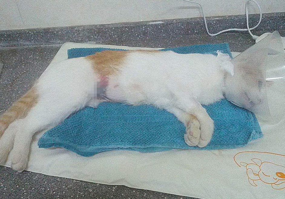 猫咪绝育如何预防应激,猫咪绝育之后说不需求打消炎针