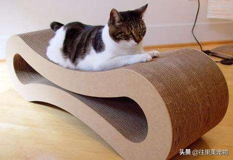 短腿小奶猫需求注意什么,小奶猫呆萌的样子真的心都化了
