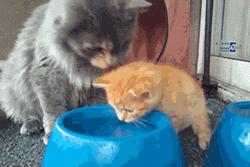 猫咪之前爱喝水突然就不爱喝水了,猫咪突然不吃饭也不喝水怎么回事