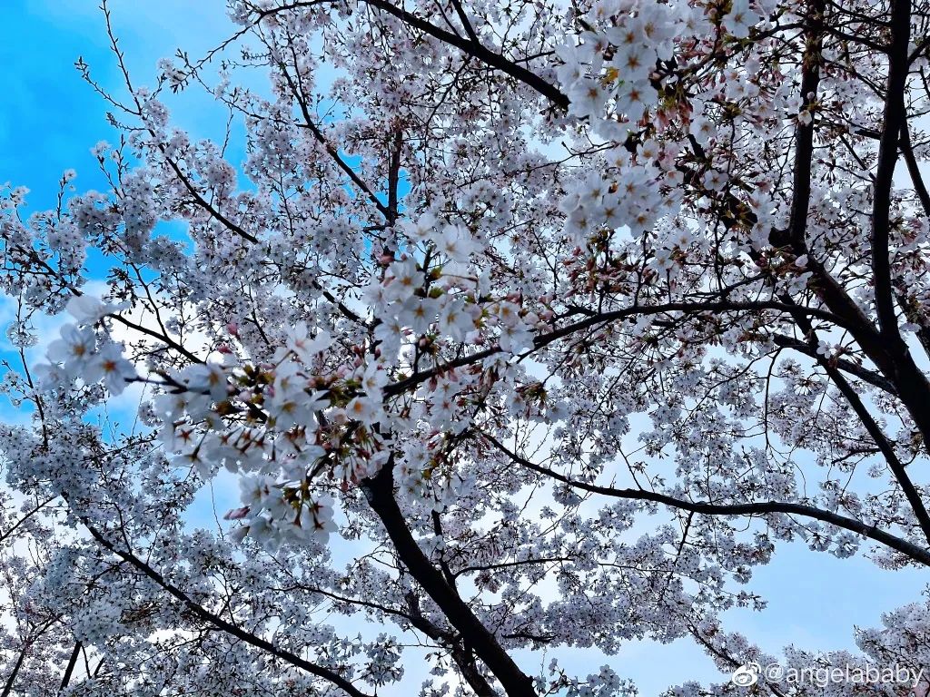 杨颖樱花与精灵妆拼图,刘嘉玲樱花美照