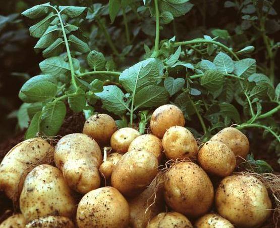 马铃薯小叶病,马铃薯花叶病症状及防治方法