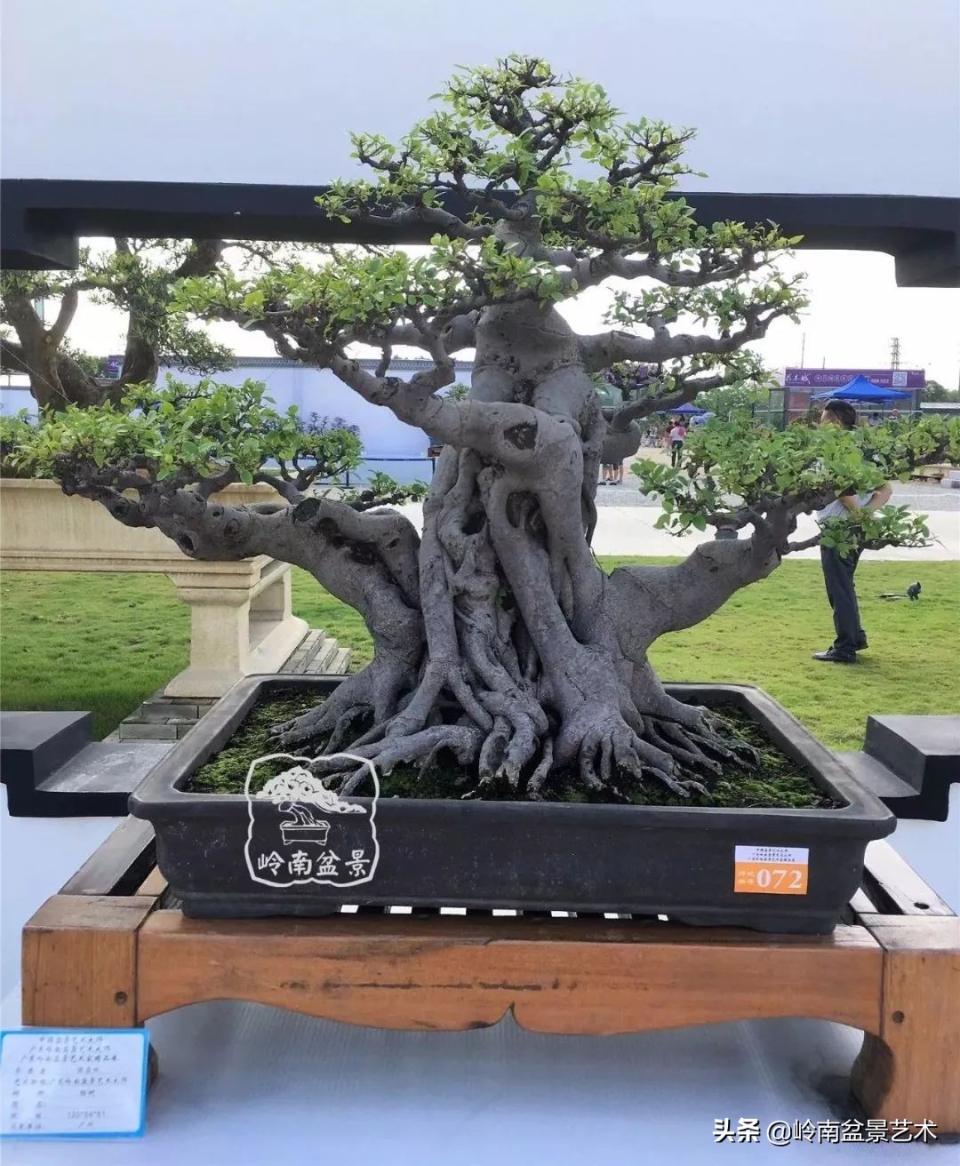我喜欢的榕树盆景,泉州榕树盆景