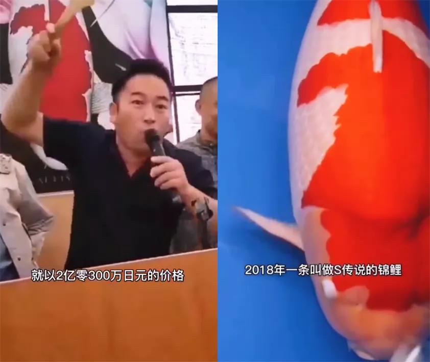 锦鲤价值2千万,锦鲤价值一亿