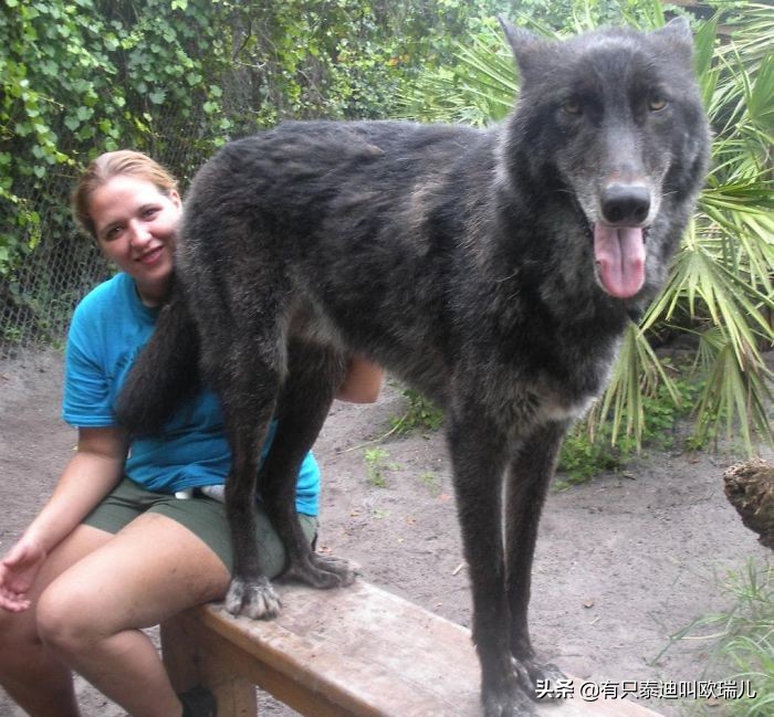 狼犬被嫌弃,被遗弃的大狼犬