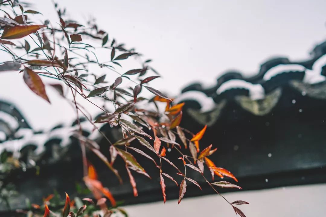下雪了看看诗词中的雪之美,适合下雪的绝美诗句