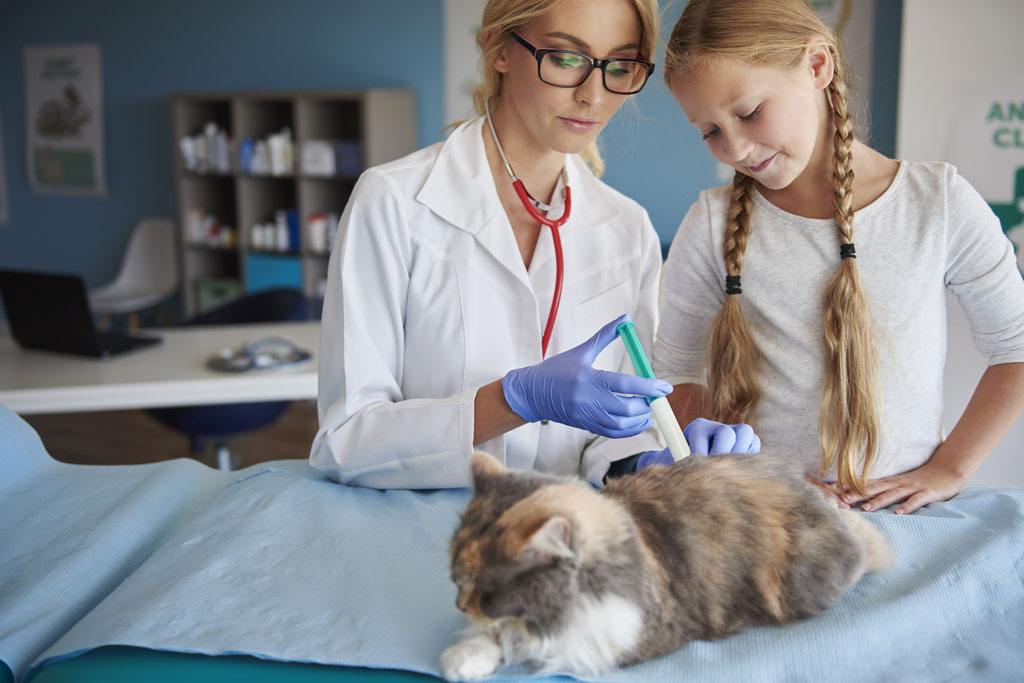 猫咪尿液怎么处理,猫咪尿液沉淀有血