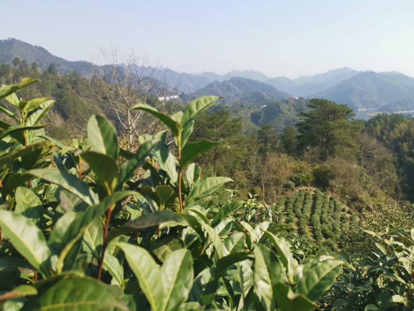 黄山毛峰的了解,了解黄山毛峰