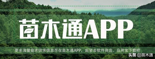 树都有哪些本领,树都机械