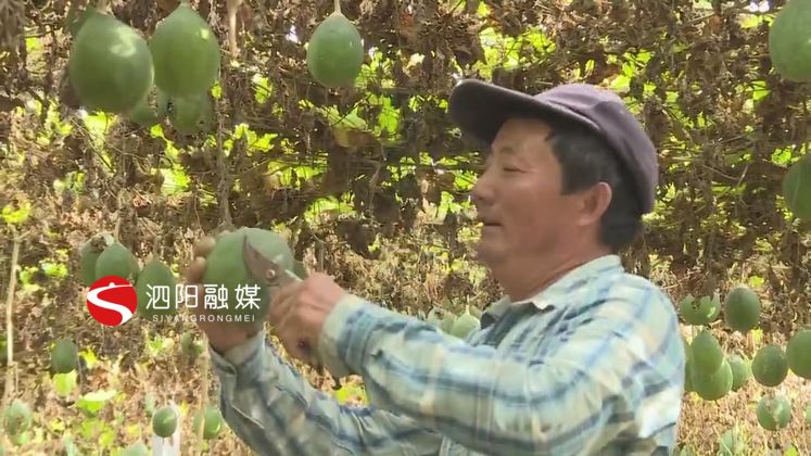 小小瓜蒌致富大产业,泗阳瓜蒌