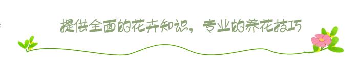 三角梅入冬后注意什么,三角梅花叶都冻伤了怎么办