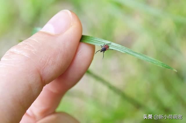 拉布拉多头顶突然长出大包，主人以为是肿瘤，听到医生的话却笑了