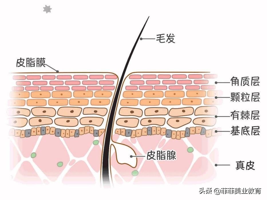 脸老是长痘痘应该用什么护肤品,脸经常长痘怎么护肤