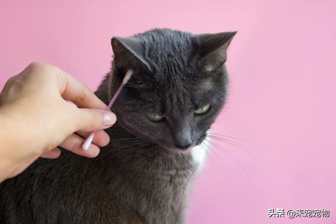 猫咪洗耳朵很不配合怎么办,生理盐水可以给猫咪洗耳朵吗